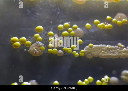 Macro view of bacteria and baker yeast colonies. Stock Photo