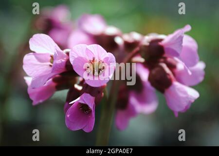 Macro view of bergina trumpet blossoms in bloom. Stock Photo