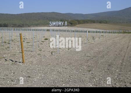 Novorossiysk, Russia - September 30, 2017: Sikory 2 Vineyards in the hills of the Sikory winery 2. Stock Photo