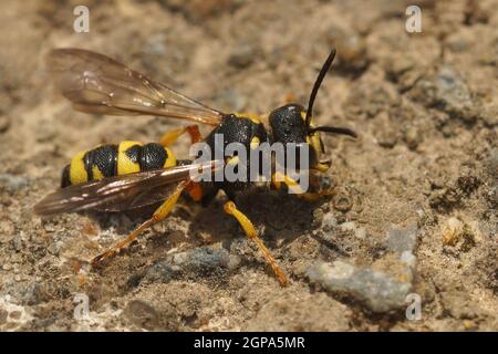 Closeup on an Ornate tailed digger wasp, Cerceris rybyensis Stock Photo
