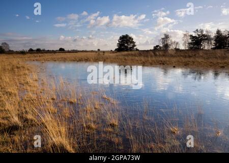 Landscape with a pond on the nature reserve Strabrechtse Heide near Someren in the Dutch province Noord-Brabant Stock Photo