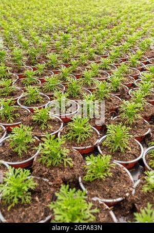 Large plant nursery of marguerite daisies in plastic pots, plants in rows in glasshouse Stock Photo