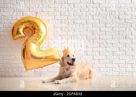 Adorable dog celebrating birthday at home Stock Photo