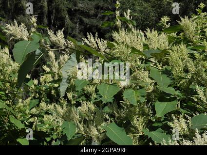 Flower of Reynoutria japonica in closeup view in Bavarian Forest Stock Photo