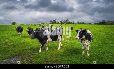 Herd of cows or cattle on fresh green field or pasture with dark, moody sky in background. Curious cow looking at camera, County Tipperary, Ireland Stock Photo