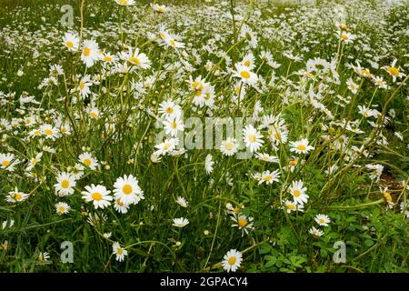 Large green meadow with lots of daisies Stock Photo