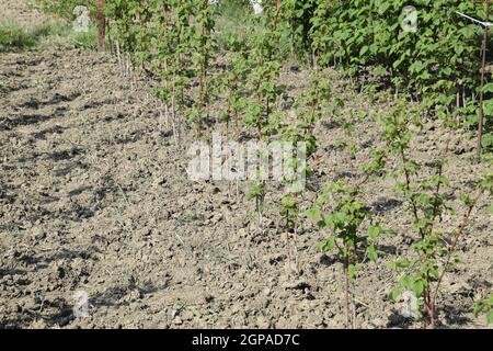 The beds raspberries. The stems of raspberries on a trellis Squirting. Growing raspberries in the garden. Stock Photo