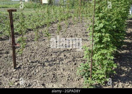 The beds raspberries. The stems of raspberries on a trellis Squirting. Growing raspberries in the garden. Stock Photo