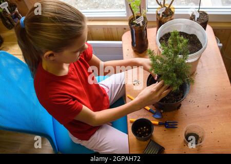 A girl transplants a spruce seedling at a table by the window, top view Stock Photo