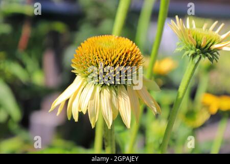 Macro of coneflowers in full bloom during later summer. Stock Photo