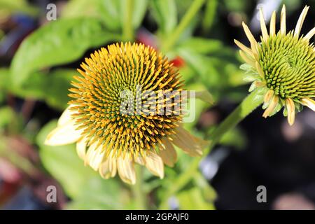 Closeup of coneflowers in full bloom during later summer. Stock Photo