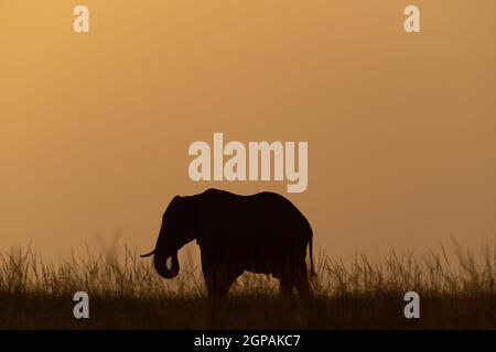 African bush elephant curls trunk at sundown Stock Photo