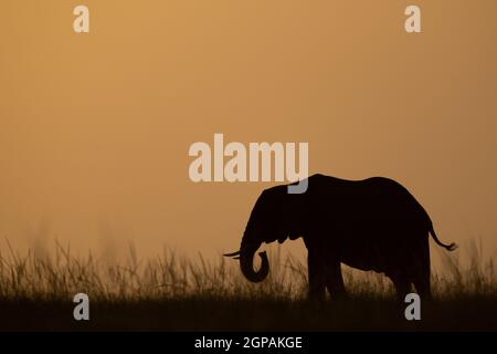 African bush elephant curls trunk at dusk Stock Photo