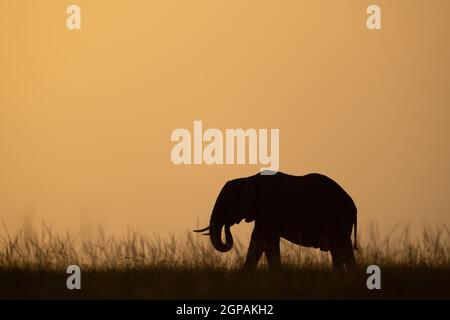 African bush elephant curls trunk on horizon Stock Photo