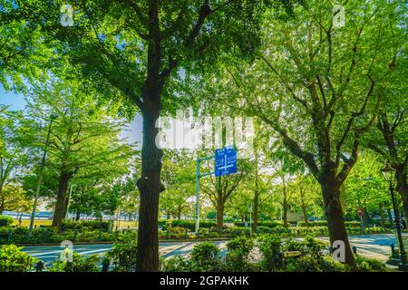Yamashita Park, which is wrapped in fresh green (Minato Mirai, Yokohama). Shooting Location: Yokohama-city kanagawa prefecture Stock Photo