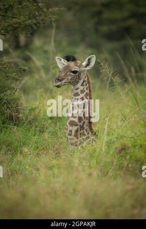 Baby Masai giraffe lies in tall grass Stock Photo