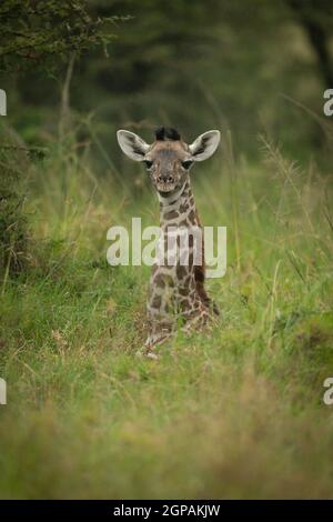 Baby Masai giraffe lies in long grass Stock Photo