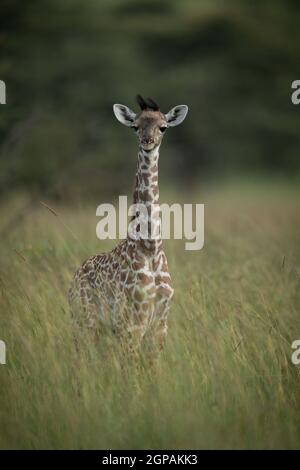 Baby Masai giraffe stands in tall grass Stock Photo - Alamy