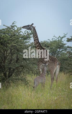 Baby Masai giraffe beside mother in bushes Stock Photo - Alamy