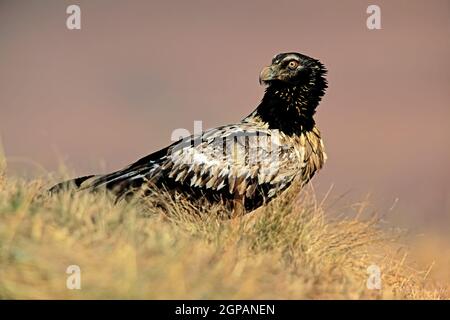 Immature endangered bearded vulture (Gypaetus barbatus) perched on the ground, South Africa Stock Photo