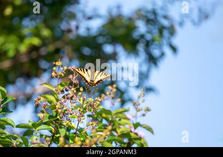 Western Tiger Swallowtail butterfly (Papilio rutulus) on a high crepe myrtle tree branch. Blue sky. copy Space. Stock Photo
