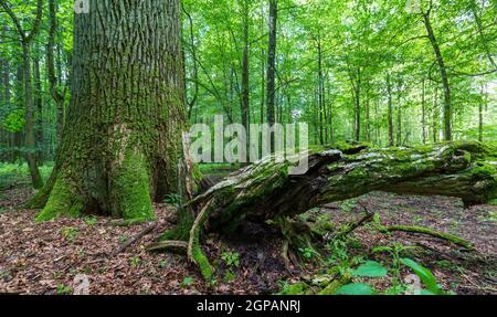 Fresh deciduous stand in summer with dead broken hornbeam tree in foreground and old oak tree in background, Bialowieza Forest, Poland, Europe Stock Photo
