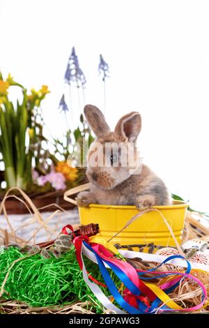 Cute dwarf rabbit with Easter motif on a white background. High quality photo Stock Photo