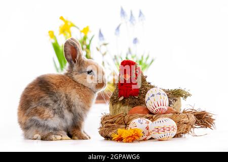 Cute dwarf rabbit with Easter motif on a white background. High quality photo Stock Photo