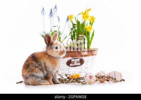 Cute dwarf rabbit with Easter motif on a white background. High quality photo Stock Photo