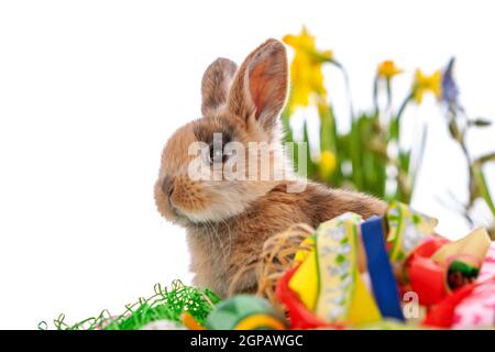 Cute dwarf rabbit with Easter motif on a white background. High quality photo Stock Photo
