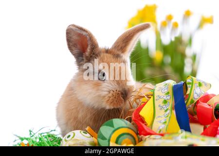Cute dwarf rabbit with Easter motif on a white background. High quality photo Stock Photo
