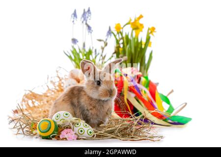 Cute dwarf rabbit with Easter motif on - white background. Stock Photo