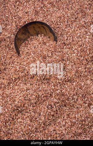 whole grain brown rice with a cup made out of coconut husk, closeup full frame background, texture Stock Photo