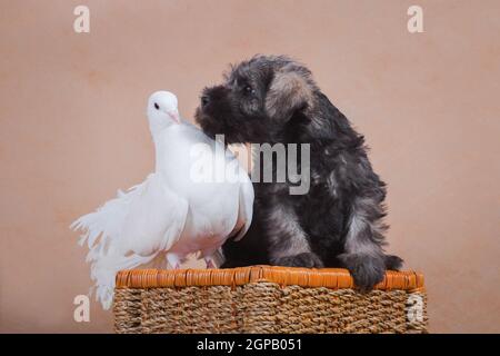 Puppy miniature schnauzer, gray color, is interested in the white pigeon and climbs to him kissing and sniffing, on a beige background on the basket Stock Photo