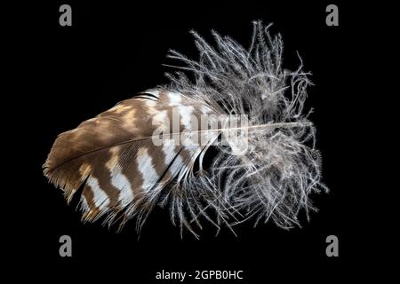 Macro shot of a brown buzzard feather isolated on black Stock Photo