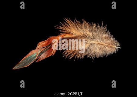 Macro shot of a red-brown chicken feather isolated on black Stock Photo