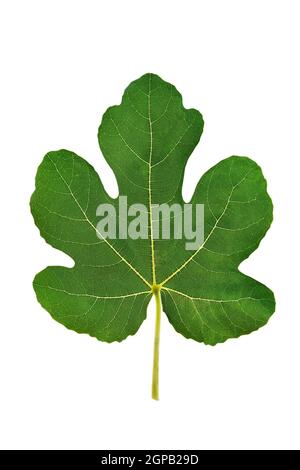 One fig leaf isolated on a white background. Clipping path. Stock Photo