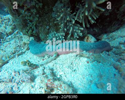 Rosafarbene Seegurke -Holothuria (Halodeima) edulis, Indonesien, Nord-Molukken, Halmahera Stock Photo