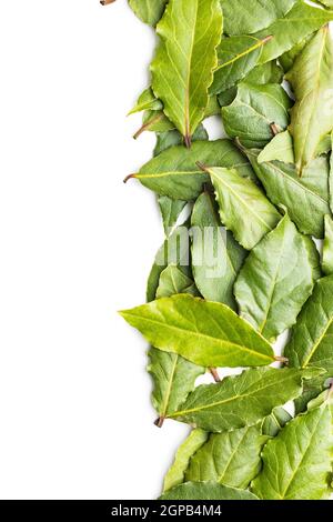 Fresh green bay leaves isolated on white background. Stock Photo