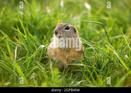 Cute european ground squirrel, spermophilus citellus, looking into camera on green grass in spring. Little wild souslik with brown fur watching on mea Stock Photo