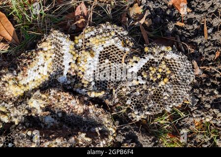 Vespula vulgaris. Destroyed hornet's nest. Drawn on the surface of a honeycomb hornet's nest. Larvae and pupae of wasps. Stock Photo