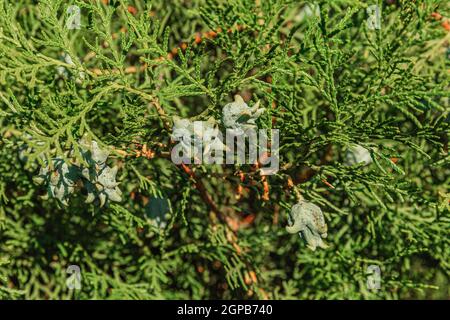 Incense cedar tree Calocedrus decurrens branch close up. Thuja cones branch pattern. Conifer seeds of cypress on green background Stock Photo