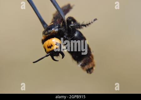 Megascolia maculata. The mammoth wasp. Wasp on Scola giant tweezers. Stock Photo