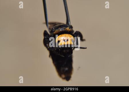 Megascolia maculata. The mammoth wasp. Wasp on Scola giant tweezers. Stock Photo