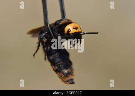 Megascolia maculata. The mammoth wasp. Wasp on Scola giant tweezers. Stock Photo