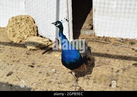 Male of a peacock in the open-air cage. The contents in bondage of wild decorative birds. Stock Photo