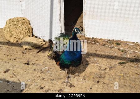 Male of a peacock in the open-air cage. The contents in bondage of wild decorative birds. Stock Photo