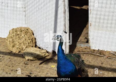 Male of a peacock in the open-air cage. The contents in bondage of wild decorative birds. Stock Photo