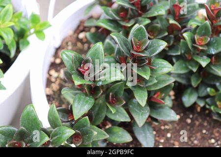 View of tiny goldfish plant seedlings potted in soil. Stock Photo