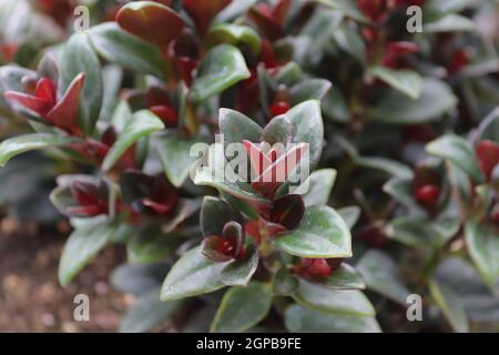 View of tiny goldfish plant seedlings potted in soil. Stock Photo